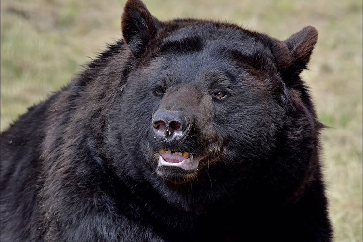 Medvěd Geňa z táborské zoo oslaví narozeniny společně s návštěvníky