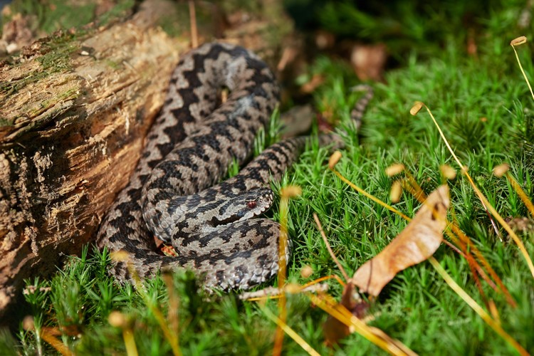 Zmije a užovky. Zoo Brno představuje nové druhy