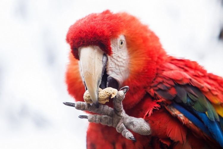 Den zvířat v Zoo Ostrava