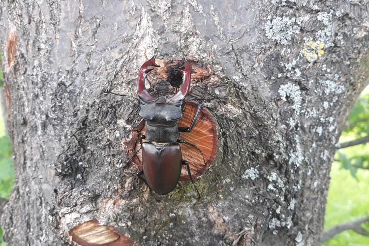 Do muzea na brouky,  entomolog přiblíží jejich život i ochranu