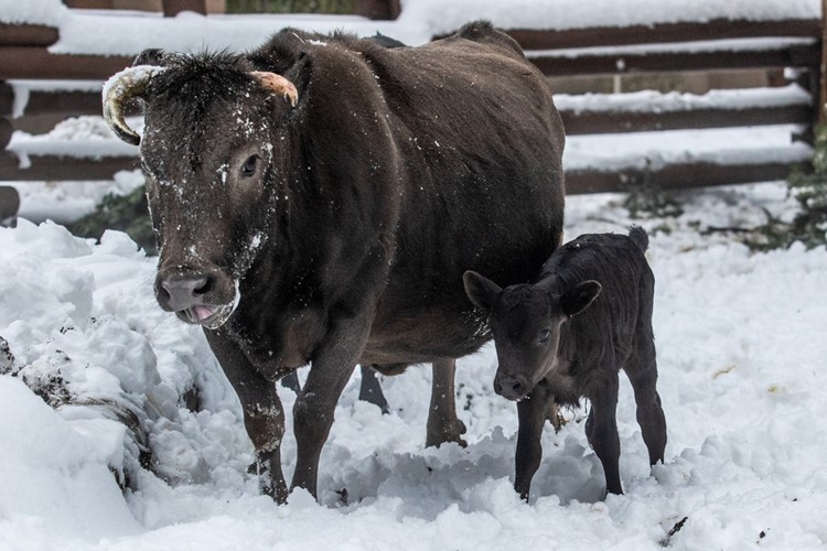 Mláďata nejmenšího plemene domácího skotu v Zoo Ostrava