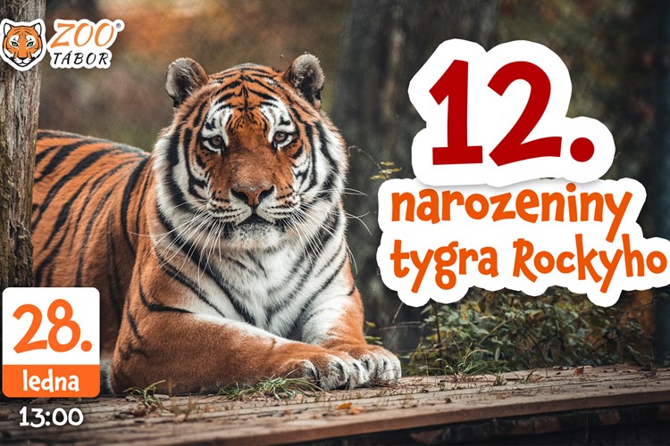 Maskot táborské zoo tygr Rocky oslaví své narozeniny