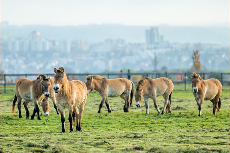 Zoo Praha buduje moderní expozici pro koně Převalského