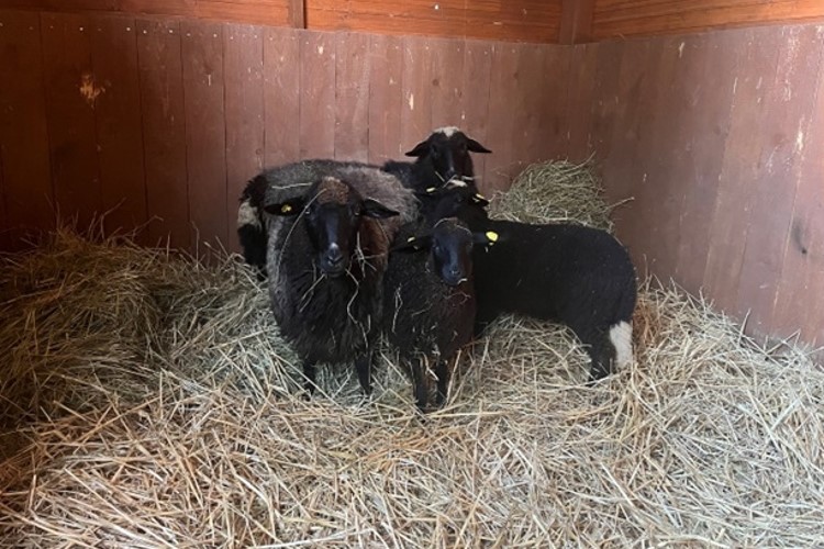 Táborská zoo získala vzácné ovčí plemeno z Bavorska