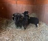 Táborská zoo získala vzácné ovčí plemeno z Bavorska