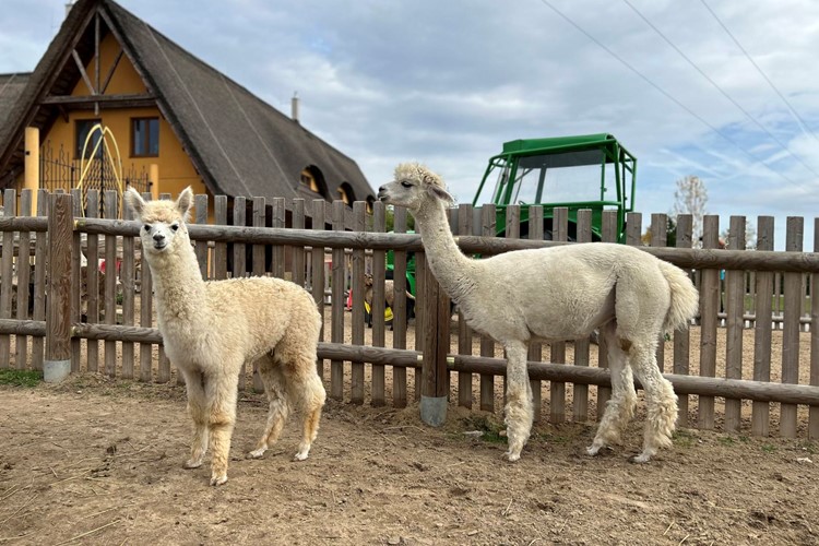 V ZOO Chleby se radují z narození roztomilého jihoamerického mláděte