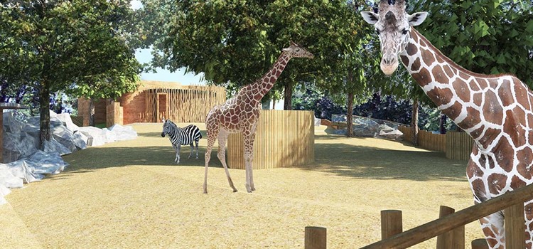 Liberecká zoo chystá rekonstrukci pavilonu žiraf. Ty se vrátí do nového