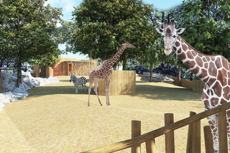 Liberecká zoo chystá rekonstrukci pavilonu žiraf. Ty se vrátí do nového