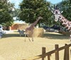 Liberecká zoo chystá rekonstrukci pavilonu žiraf. Ty se vrátí do nového
