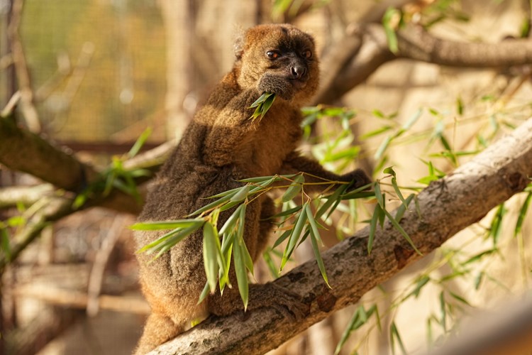 Skryté poklady Zoo Ostrava: Nový druh kriticky ohroženého lemura