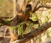 Skryté poklady Zoo Ostrava: Nový druh kriticky ohroženého lemura