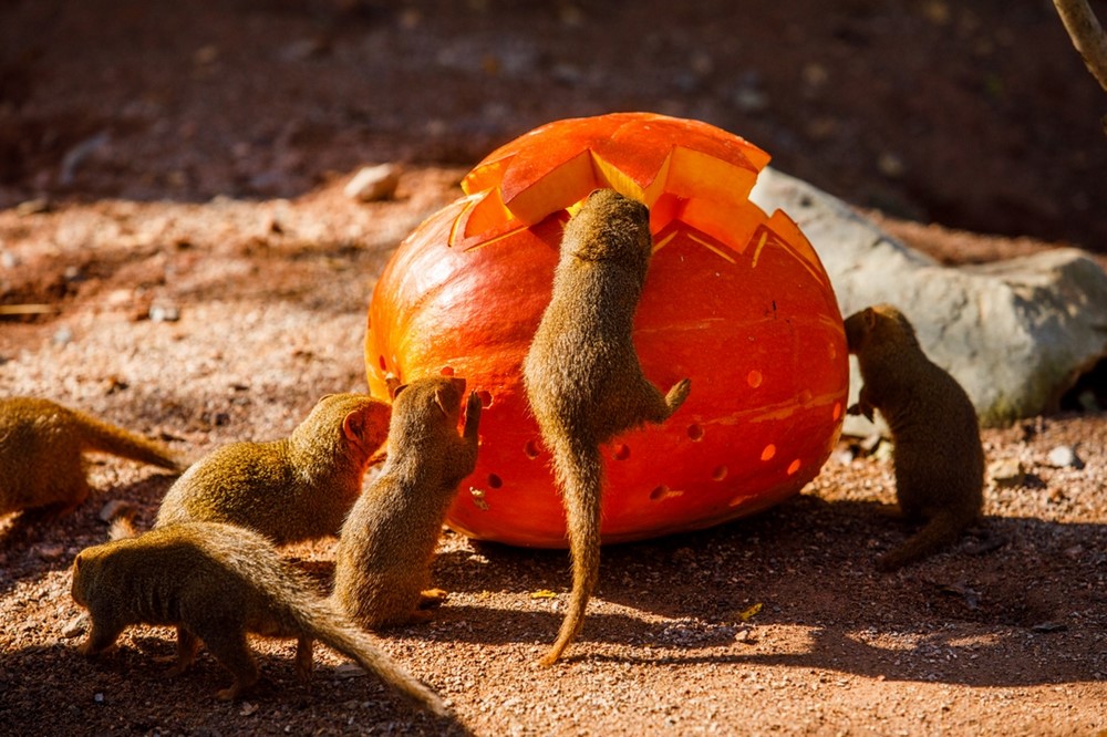 Mangusty trpasličí žijící v ostravské zoologické zahradě.