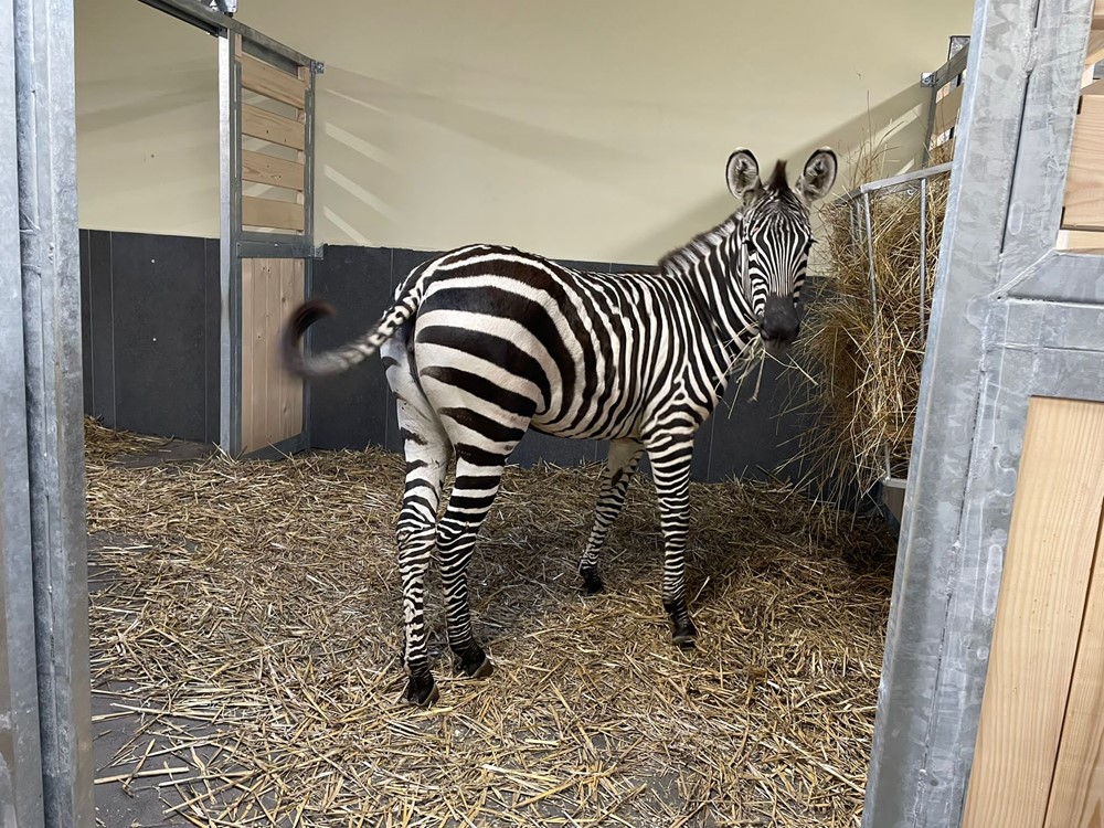 Nový pavilon zeber v ZOO Chleby již nezeje prázdnotou. V úterý 7. listopadu v dopoledních hodinách do něj vkročila první zebra v 26leté historii zoo.
