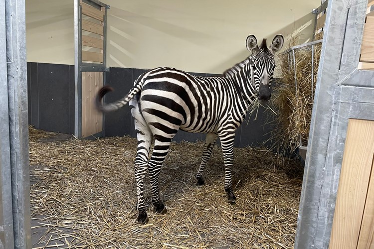 Historicky první zebra v ZOO Chleby!
