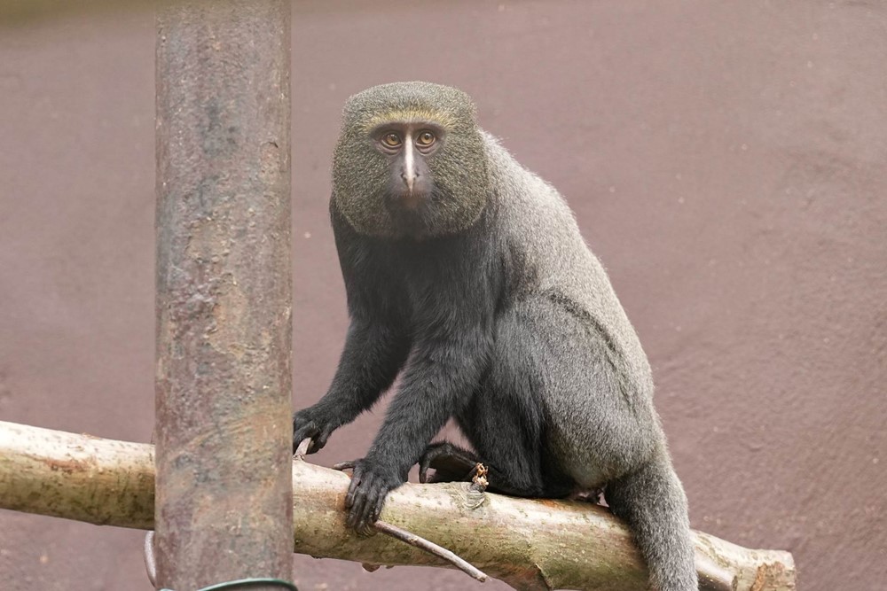 Kočkodan Hamlynův žijící v ostravské zoologické zahradě.