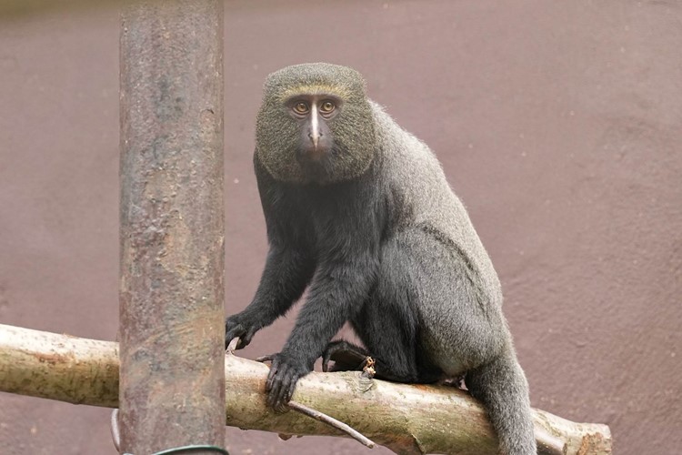 Nový druh vzácného primáta v Zoo Ostrava: kočkodan Hamlynův