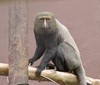 Nový druh vzácného primáta v Zoo Ostrava: kočkodan Hamlynův