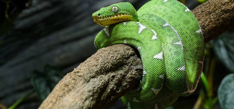 Hadi s psí hlavou obydleli pražskou zoo