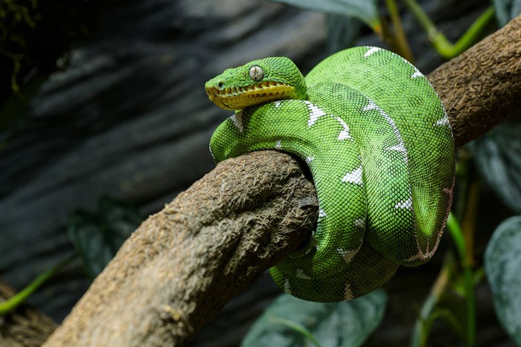 Hadi s psí hlavou obydleli pražskou zoo