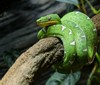 Hadi s psí hlavou obydleli pražskou zoo