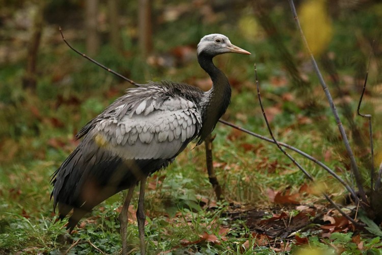 Zoo Brno rozšířila ptačí kolekci o vzácné a ohrožené druhy
