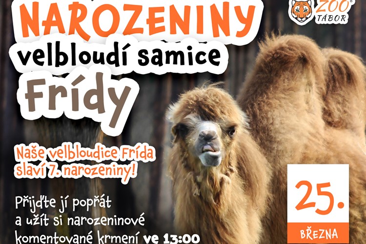 Velbloudice Frída z táborské zoo v sobotu oslaví sedmé narozeniny