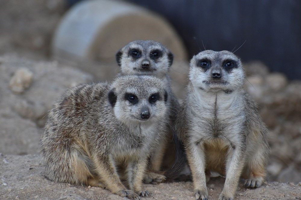 Děti budou v táborské zoo soutěžit a řešit zábavné rébusy a úkoly