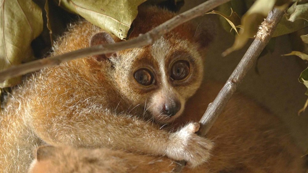 Outloň malý žijící v ostravské zoologické zahradě.