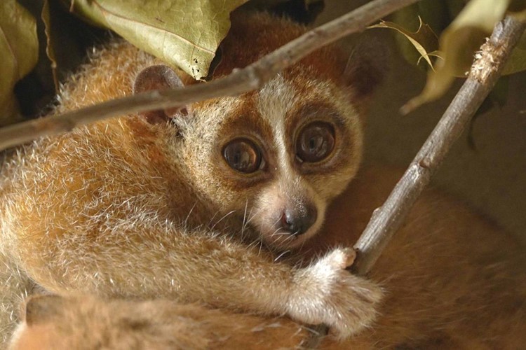 Skryté poklady Zoo Ostrava: Tajemní outloni a další vzácné druhy chované mimo zraky návštěvníků 