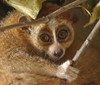 Skryté poklady Zoo Ostrava: Tajemní outloni a další vzácné druhy chované mimo zraky návštěvníků 