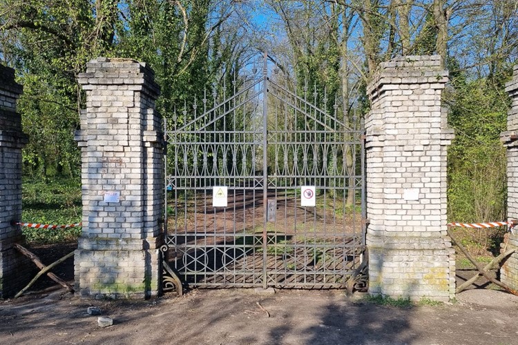 Divoké prase na hřbitově