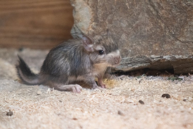 V Zoo Liberec se narodila mláďata viskač. Jedná o naprosto raritní druh, který je k vidění pouze v Liberci