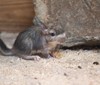 V Zoo Liberec se narodila mláďata viskač. Jedná o naprosto raritní druh, který je k vidění pouze v Liberci