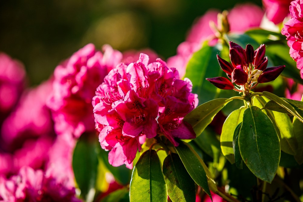 Rododendrony v Zoo Ostrava. 