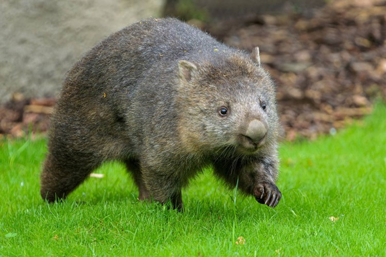 Zoo Praha představila vombatí samici Winkleigh