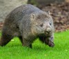 Zoo Praha představila vombatí samici Winkleigh