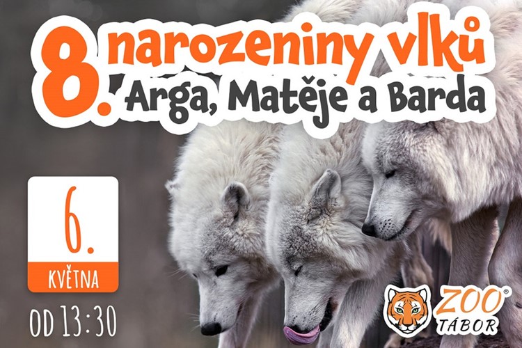 Trojčata vlků arktických z táborské zoo oslaví v sobotu osmé narozeniny