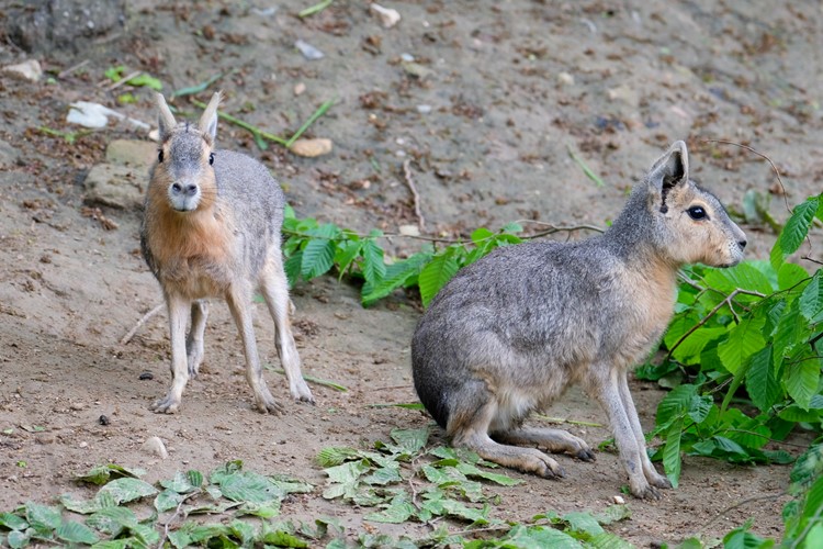 Zoo Brno je plná mláďat