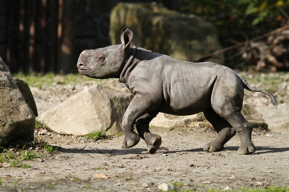 Den dětí v safari parku oslaví i mláďata. Dojde i na představení psa proti pytlákům pro celníky v Kongu 