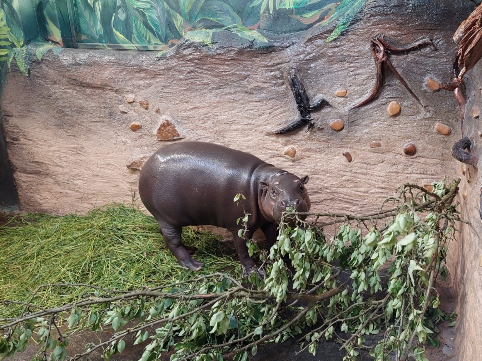 Ústecká zoo představí dětem malého hrošíka liberijského