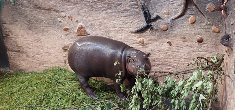 Ústecká zoo představí dětem malého hrošíka liberijského