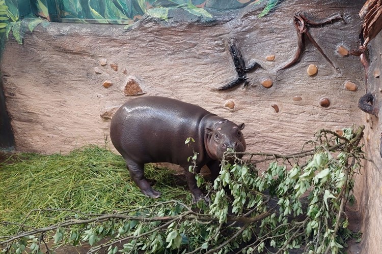Ústecká zoo představí dětem malého hrošíka liberijského