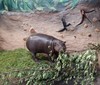 Ústecká zoo představí dětem malého hrošíka liberijského