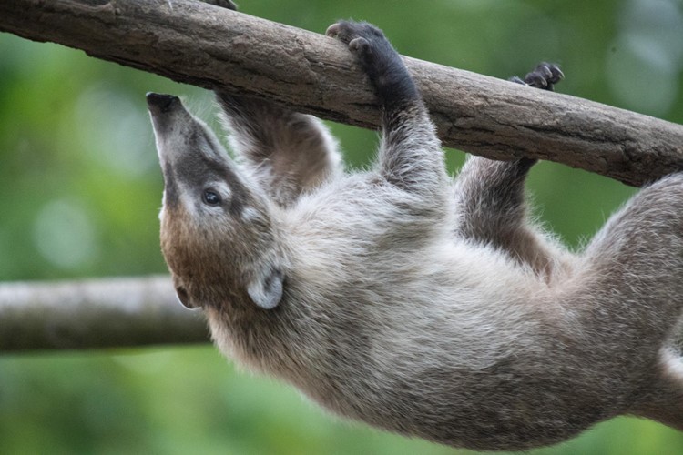 Nosálové jsou zpátky v zoo! Jen místo původních červených zahrada nově chová vzácné nosály bělohubé