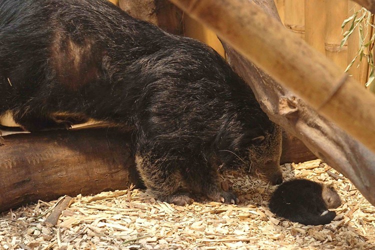 Mládě binturonga v Zoo Ostrava