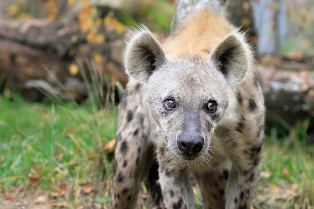 Hyena skvrnitá žijící v Safari parku ve Dvoře Králové nad Labem. 