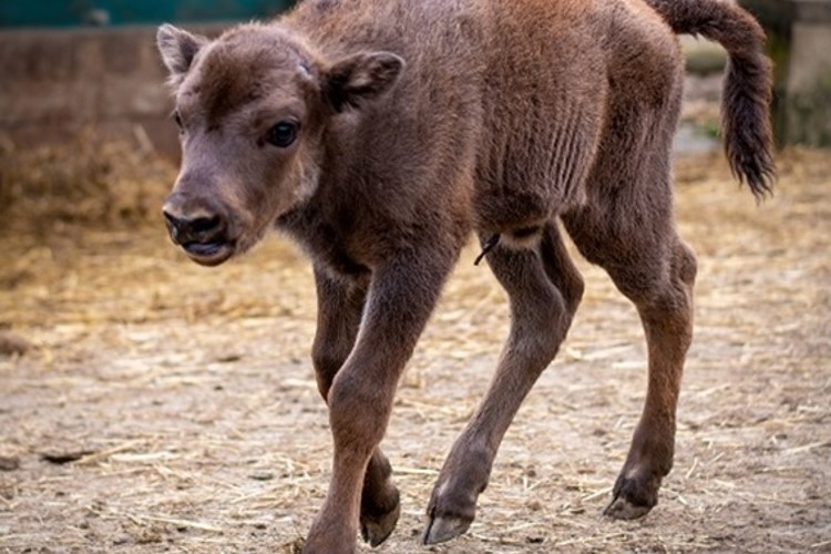 Táborská zoo slaví narození jedenáctého zubřího mláděte. Jeho jméno opět navrhne veřejnost