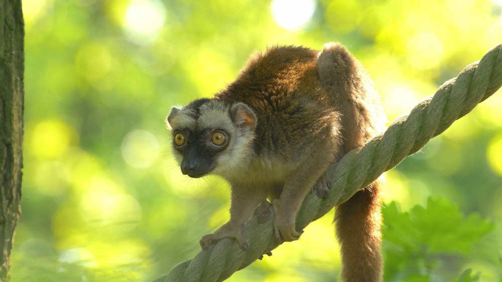 Lemur běločelý žijící v ostravské zoologické zahradě.