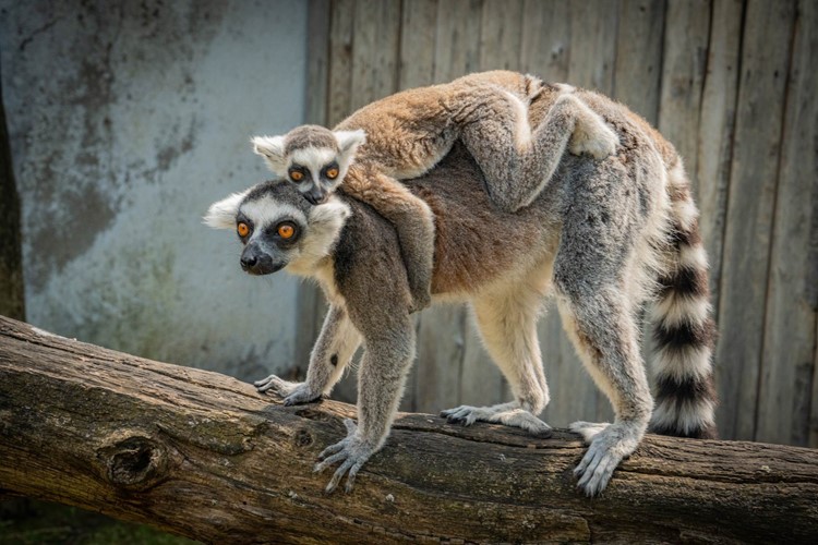 ZOO Chleby oslavila křtiny malé lemuřice