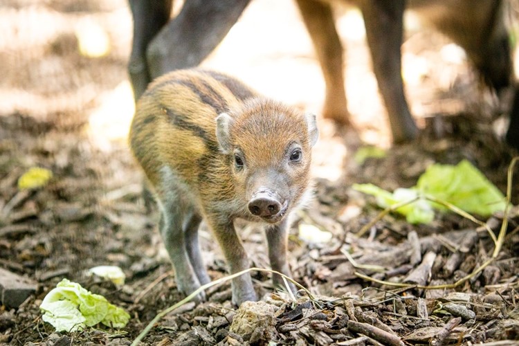 Vzácná prasata z Filipín v Zoo Ostrava mají mládě
